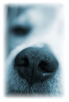 Tamara Veterinary Clinic Estepona