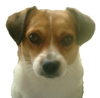 Perrito Terrier Jack Russel